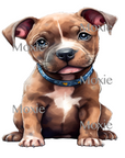 Pitbull