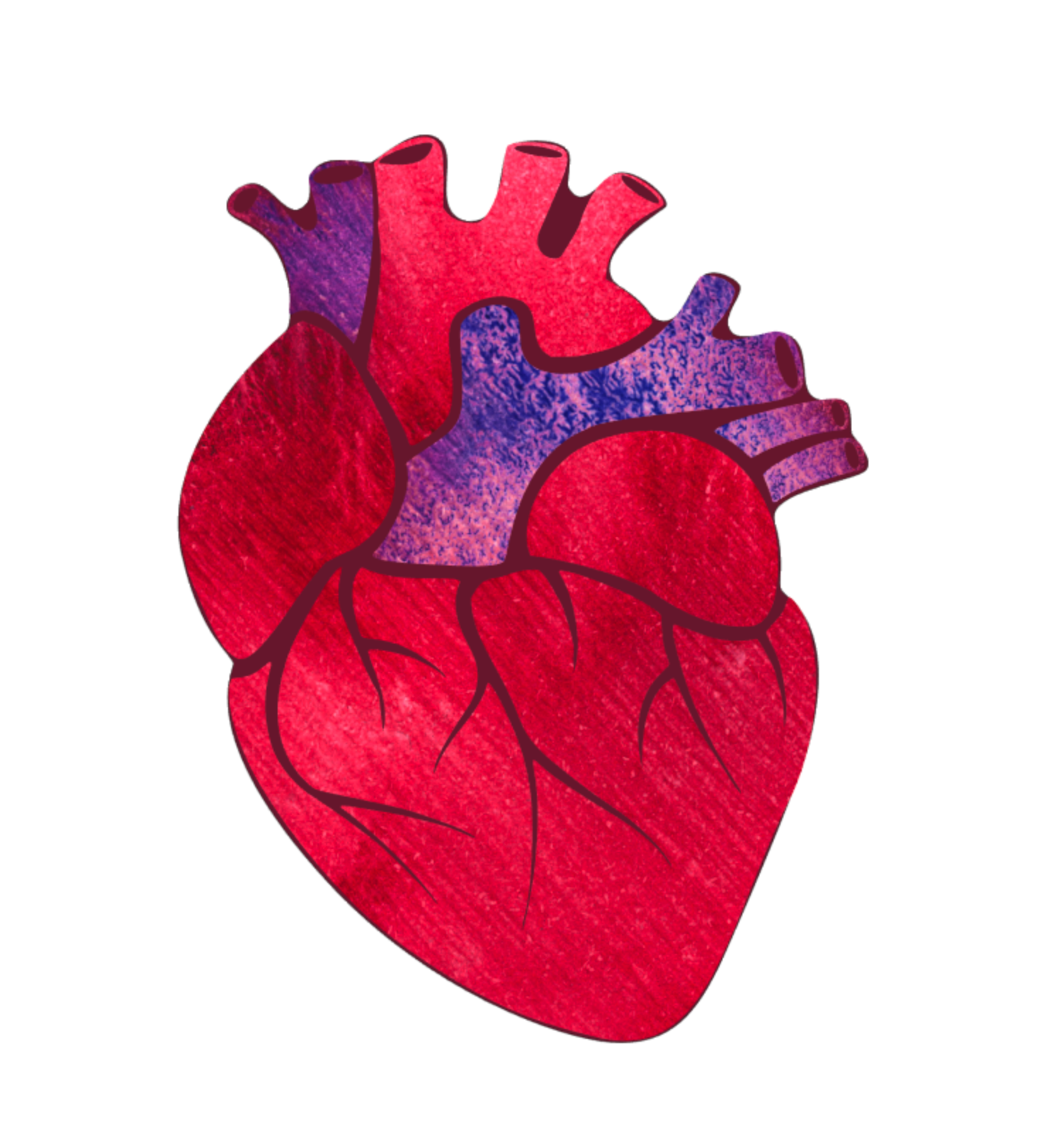 Anatomical Heart Sticker – Not Enough Art