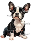 Boston Terrier Pup Decal & Acrylic Blank COMBO