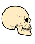Anatomical Skull Acrylic Blanks