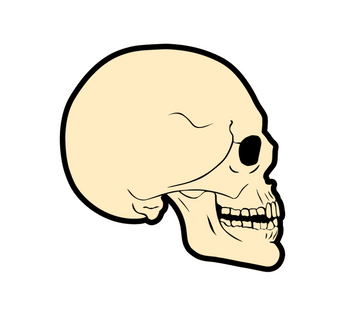 Anatomical Skull Acrylic Blanks